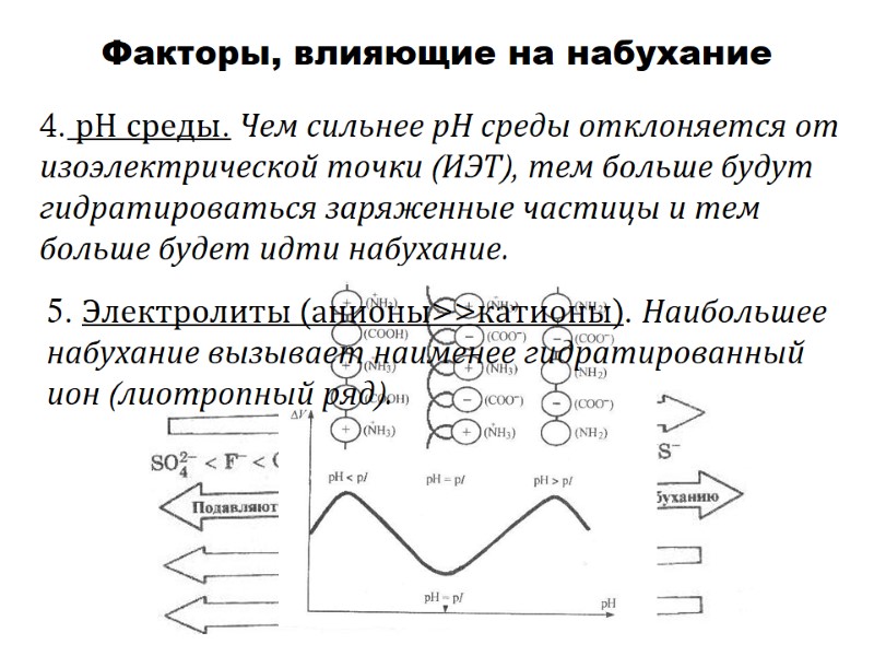Факторы, влияющие на набухание 4. рН среды. Чем сильнее рН среды отклоняется от изоэлектрической Факторы, влияющие на набухание 4. рН среды. Чем сильнее рН среды отклоняется от изоэлектрической